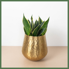 Load image into Gallery viewer, Ultimate Year-of-Flowers Package