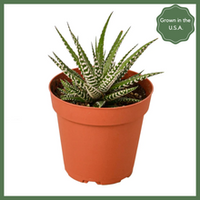 Load image into Gallery viewer, The Striped Beauty Succulent, also known as a Zebra Plant or Haworthia fasciata, is a delicate and beautiful succulent houseplant. The Striped Beauty is a low maintenance plant, and looks great alone or as a companion to other plants in your home or office! The Striped Beauty is known as a Zebra Plant for a reason - its green leaves have small, clustered white bumps on them, making it look just like a zebra.