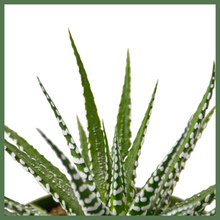 Load image into Gallery viewer, The Striped Beauty Succulent, also known as a Zebra Plant or Haworthia fasciata, is a delicate and beautiful succulent houseplant. The Striped Beauty is a low maintenance plant, and looks great alone or as a companion to other plants in your home or office! The Striped Beauty is known as a Zebra Plant for a reason - its green leaves have small, clustered white bumps on them, making it look just like a zebra.