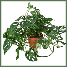 Load image into Gallery viewer, Swiss Cheese Plant