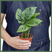 Load image into Gallery viewer, Swiss Cheese Plant