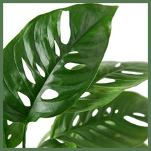Load image into Gallery viewer, Swiss Cheese Plant