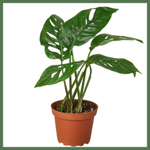 Load image into Gallery viewer, Swiss Cheese Plant