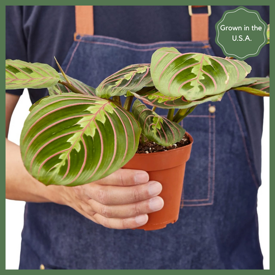 The Danny, a Maranta Red Prayer Plant, is a beautiful, evergreen perennial native to South and Central. This unique plant has a tint of purplish-red on the undersides of the leaves. The plant responds to light, as its leaves are flat during the day to maximize sun intake, and they point upward at night to maintain moisture. Their position at night looks as if they are praying, hence the plant's name!