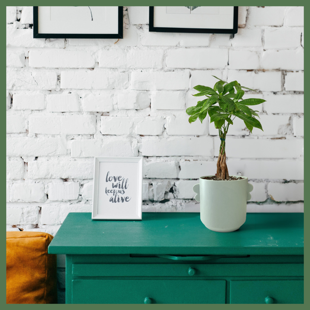 Native to central and South America, the Money Tree 'Guiana Chestnut' is an enchanting and unique houseplant that is believed to bring good luck and prosperity to its owners.