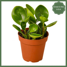 Load image into Gallery viewer, The Pepper - Indoor Plant