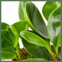 Load image into Gallery viewer, The Pepper - Indoor Plant