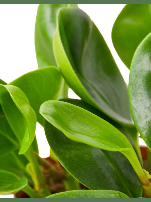 Party Time - Indoor Plant