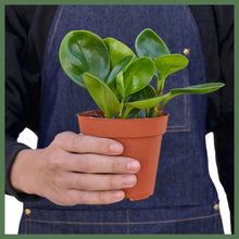 Load image into Gallery viewer, The Pepper - Indoor Plant