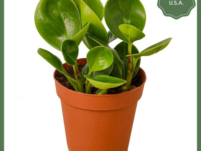 Party Time - Indoor Plant