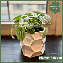 Load image into Gallery viewer, The Stephanie