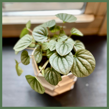 Load image into Gallery viewer, The Stephanie