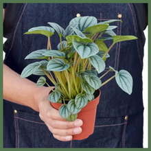 Load image into Gallery viewer, The Stephanie