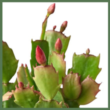 Load image into Gallery viewer, Zygocactus Christmas Cactus