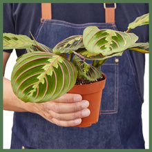 Load image into Gallery viewer, The Julianne