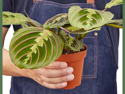 The Julianne - Indoor Plant