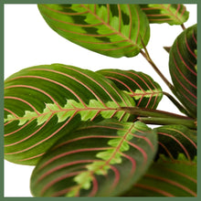 Load image into Gallery viewer, The Danny, a Maranta Red Prayer Plant, is a beautiful, evergreen perennial native to South and Central. This unique plant has a tint of purplish-red on the undersides of the leaves. The plant responds to light, as its leaves are flat during the day to maximize sun intake, and they point upward at night to maintain moisture. Their position at night looks as if they are praying, hence the plant's name! 