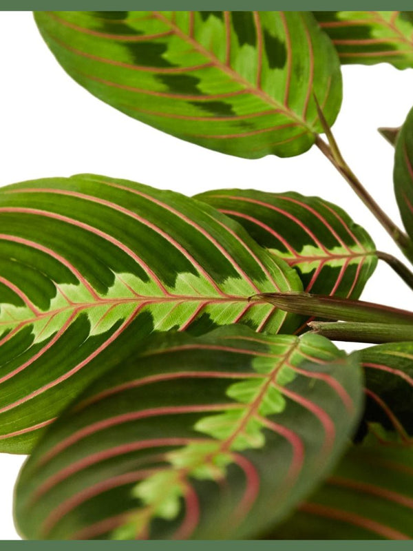 The Danny, a Maranta Red Prayer Plant, is a beautiful, evergreen perennial native to South and Central. This unique plant has a tint of purplish-red on the undersides of the leaves. The plant responds to light, as its leaves are flat during the day to maximize sun intake, and they point upward at night to maintain moisture. Their position at night looks as if they are praying, hence the plant's name! 