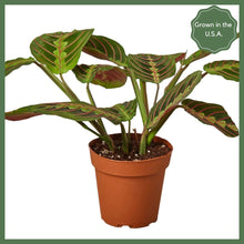 Load image into Gallery viewer, The Danny, a Maranta Red Prayer Plant, is a beautiful, evergreen perennial native to South and Central. This unique plant has a tint of purplish-red on the undersides of the leaves. The plant responds to light, as its leaves are flat during the day to maximize sun intake, and they point upward at night to maintain moisture. Their position at night looks as if they are praying, hence the plant's name! 