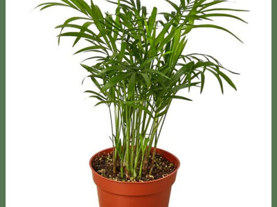 Parlor Palm - Indoor Plant