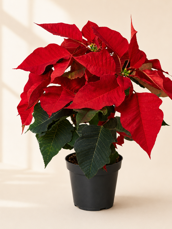 Red Poinsettia Plant