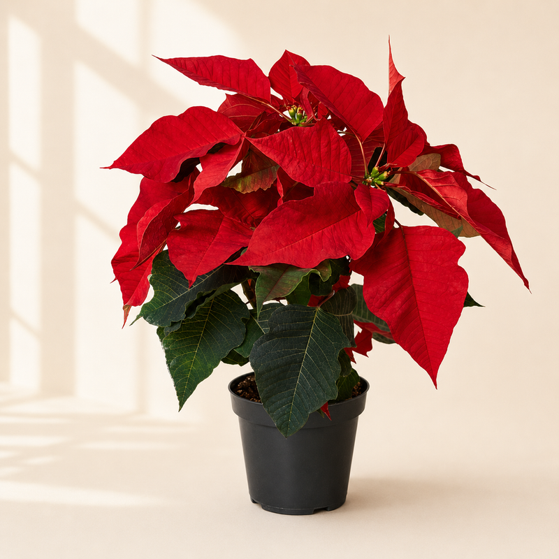 Red Poinsettia Plant