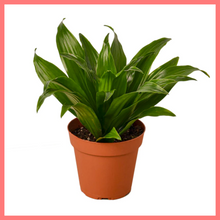 Load image into Gallery viewer, The Jessie