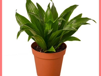 The Jessie - Indoor Plant