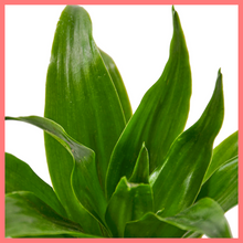 Load image into Gallery viewer, The Jessie