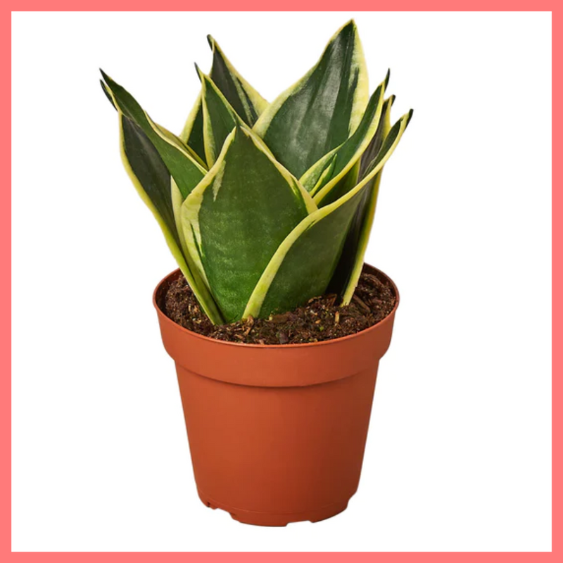 Snake Plant - Indoor Plant in Nursery Pot