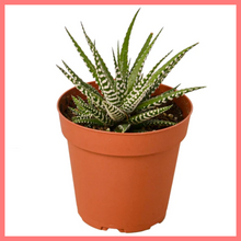 Load image into Gallery viewer, The Harper Succulent