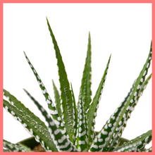 Load image into Gallery viewer, The Harper Succulent