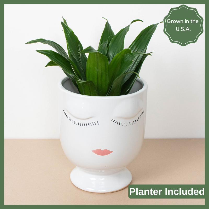 The Face Planter - Indoor Plant