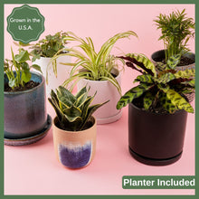 Load image into Gallery viewer, Greenhouse Choice - Surprise Plant