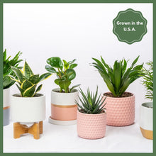 Load image into Gallery viewer, Greenhouse Choice - Surprise Plant