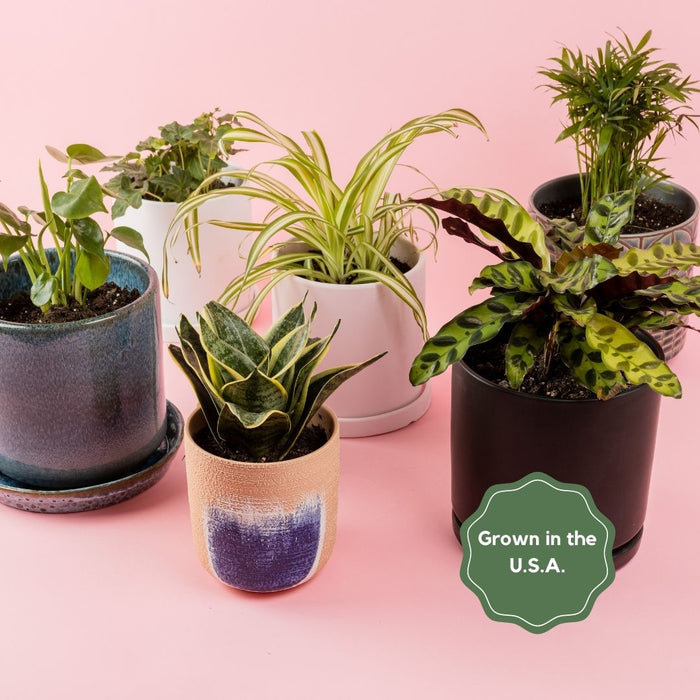 Indoor plant from the ReVased plant collection