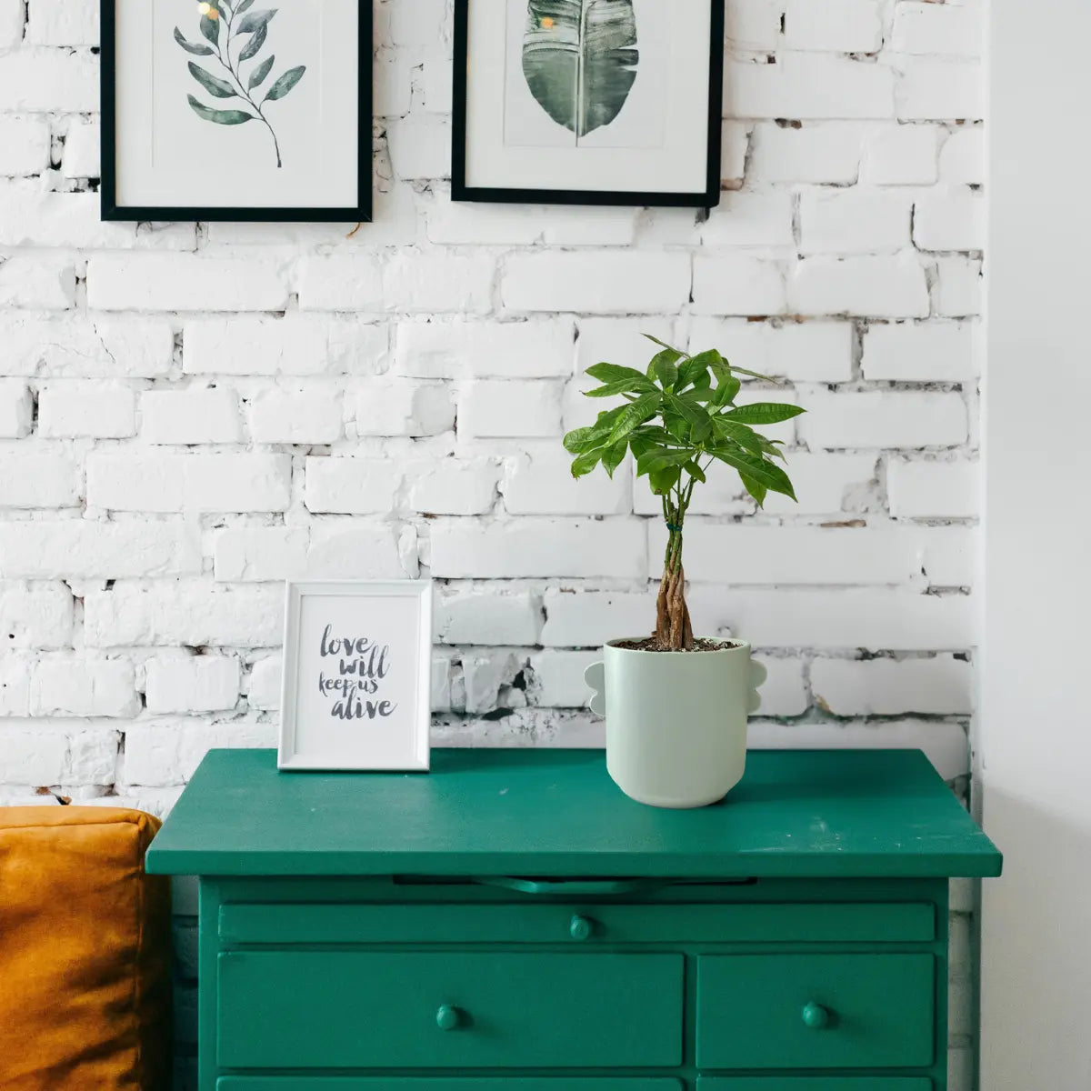 Flowers vs. Plants: Which Gift Is Right for You?