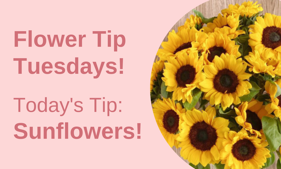 Flower Tip Tuesdays: Sunflowers!