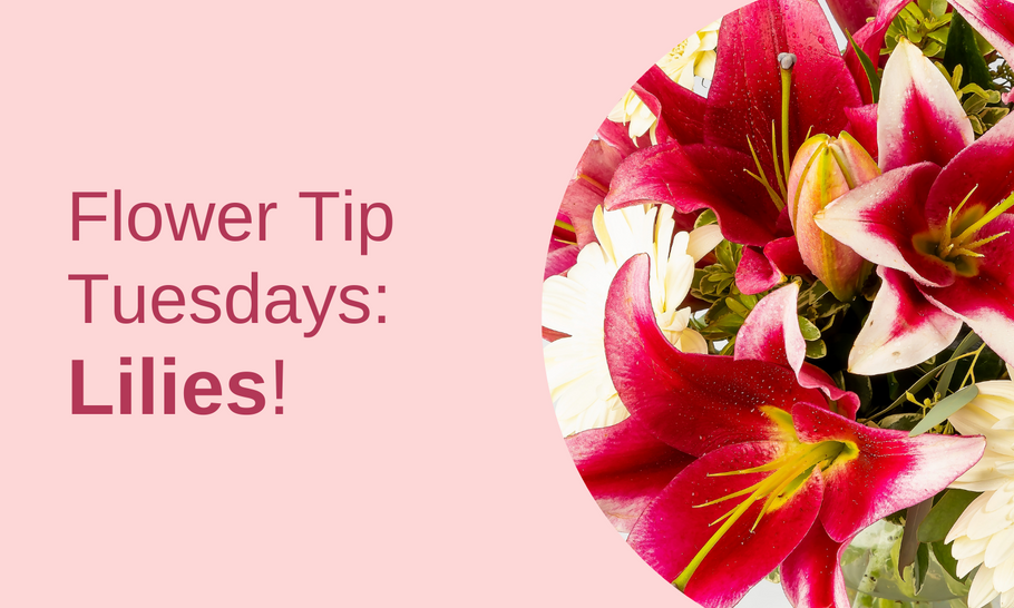 Flower Tip Tuesdays: Lilies!
