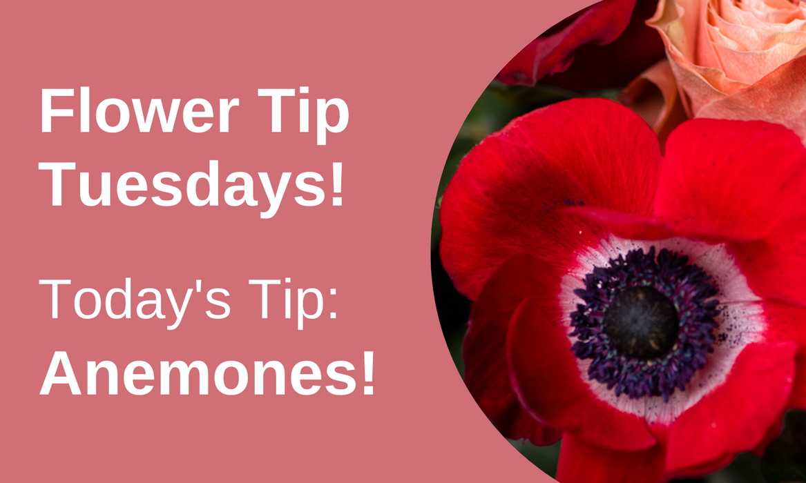 Flower Tip Tuesdays: Anemones