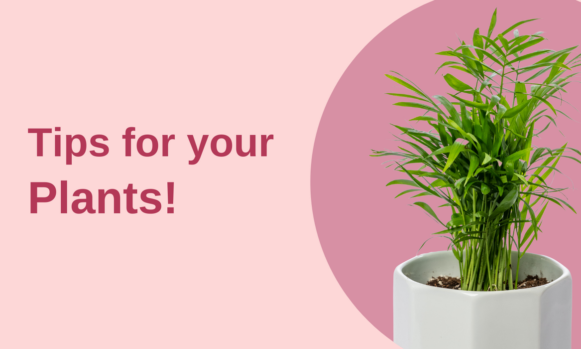 Tips for your Plants