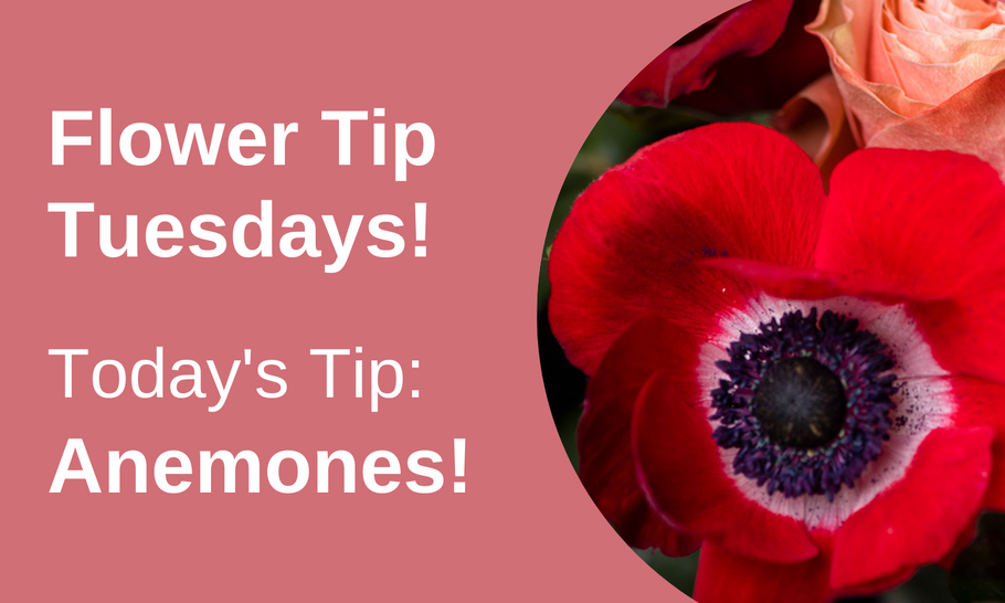 Flower Tip Tuesdays: Anemones!