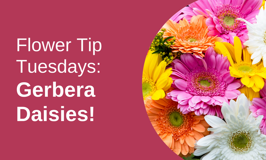Flower Tip Tuesdays: Gerbera Daisies!