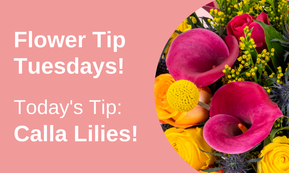Flower Tip Tuesdays: Calla Lilies