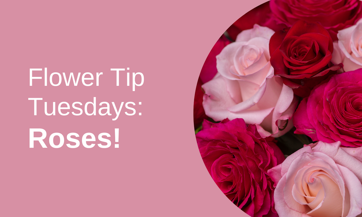 Flower Tip Tuesdays: Roses! written by ReVased