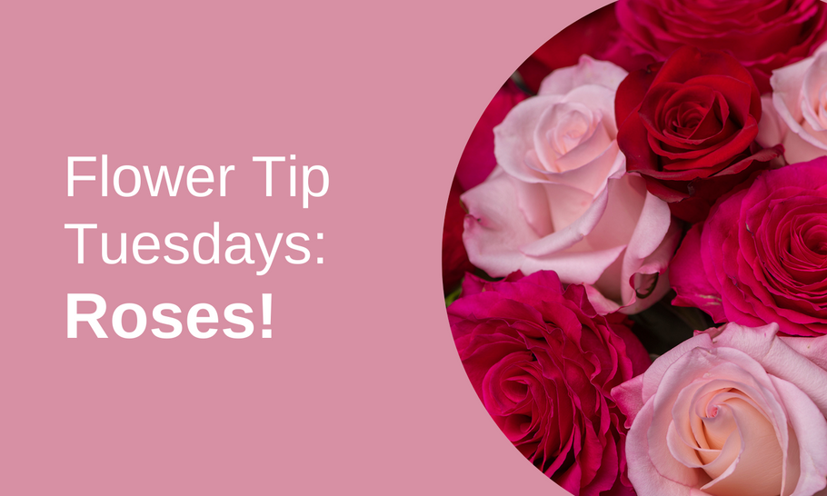 Flower Tip Tuesdays: Roses!