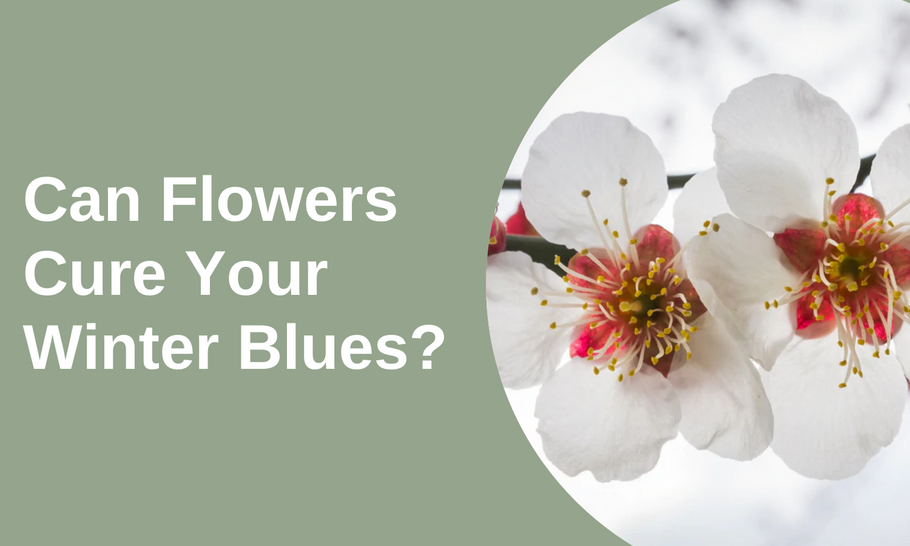 Can Flowers Cure Your Winter Blues?