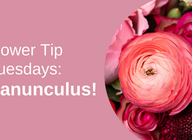 Flower Tip Tuesdays: Ranunculus!