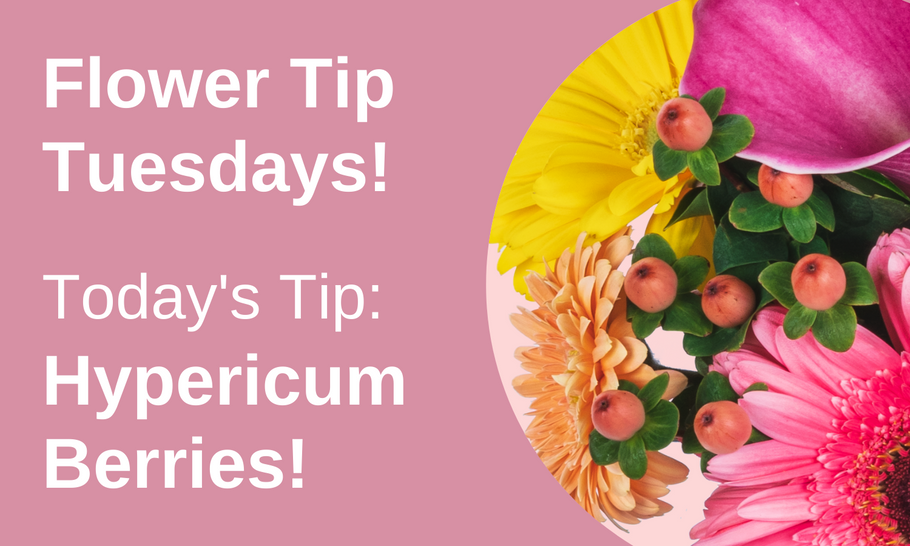 Flower Tip Tuesdays: Hypericum Berries!
