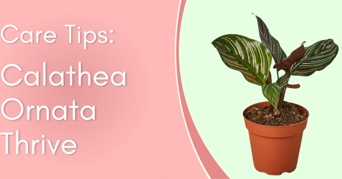 Plant Care Tips: Calathea Ornata written by ReVased